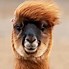 Image result for Llama Jaw