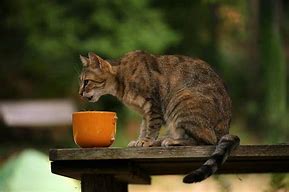 Image result for Cat Appetite Stimulant