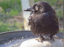 Image result for Sick Crow