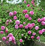 Image result for Itali Roses