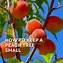 Image result for Summer Peach Tree