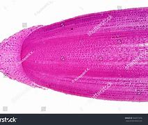 Image result for Root Cap Apical Meristem