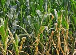 Image result for Corn Pests