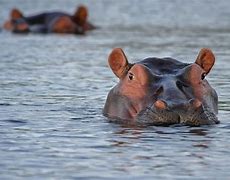 Image result for Hippo vs Gorilla