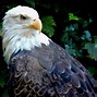 Image result for Bald Headed Eagle