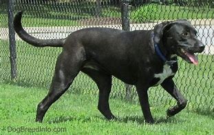 Image result for Labrabull Dog