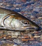 Image result for Bull Trout