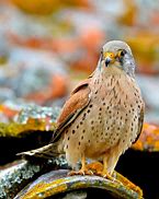 Image result for Lesser Kestrel Male