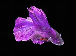 Image result for Purple Betta