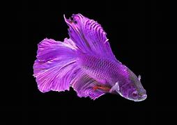 Image result for Purple Betta Fiah