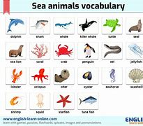 Image result for Sea Vocabulary