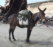 Image result for Arabian Mule