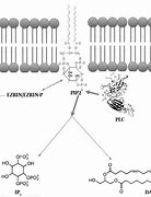 Image result for PIP2 plc IP