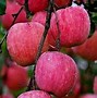 Image result for Fruit Trees in Algoma Region