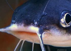 Image result for Blue Catfish Ictalurus Furcatus