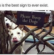 Image result for Sunday Dog Memes