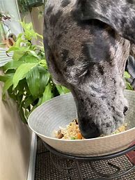 Image result for Homemade Dog Food Instant Pot