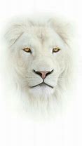 Image result for White Lion Angry