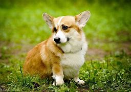 Image result for Corgi Desktop