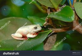 Image result for White Flower Frog