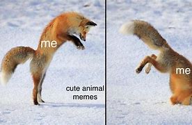 Image result for Weird Fox Meme