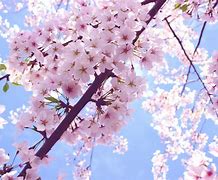 Image result for Cherry Blossom Flower