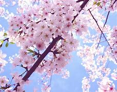 Image result for cherry blossom wallpaper