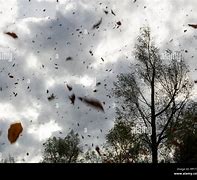 Image result for Windy Leaves