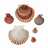 Image result for Unusual Clam Schell's