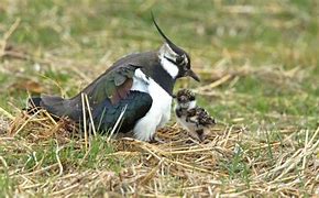 Image result for Alaska Ground Nesting Birds