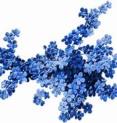 Image result for Aesthetic Blue Flowers PNG