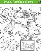 Image result for Toucan Life Cycle