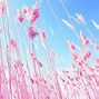 Image result for Round Pink