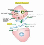 Image result for Liver