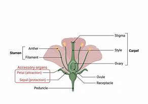 Image result for Angio Flower