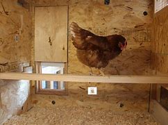 Image result for Chicken Perches for Coops