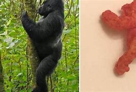 Image result for Harambe-Shaped Cheeto