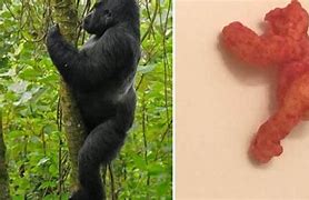 Image result for Cheeto That Looks Like Harambe