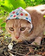 Image result for How to Make a Cat Bandana