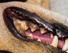 Image result for Dog Tooth Tartar