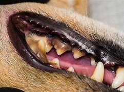 Image result for Tartar Buildup On Dog Teeth