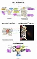 Image result for Vertebral Column and Spinal Nerves