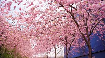 Image result for cherry blossom wallpaper