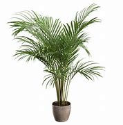 Image result for Palm Tree Plant