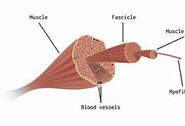 Image result for Image Showing Skeleton and Muscles