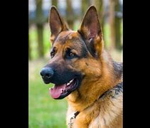 Image result for German Shepherd K9 Unit