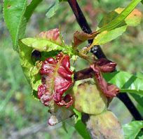 Image result for Identify Tree Disease Leaf Peach