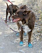 Image result for Dog Hiking Boots