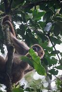 Image result for Woolly Spider Monkey