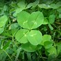 Image result for Homemade Good Luck Charms